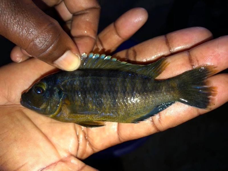 Petrotilapia flaviventris 'Londo Bay'